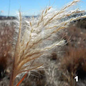 Cola de zorro (Bothriochloa laguroides)