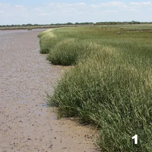 Espartilla (Spartina brasiliensis)