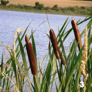 Totora (Typhas)