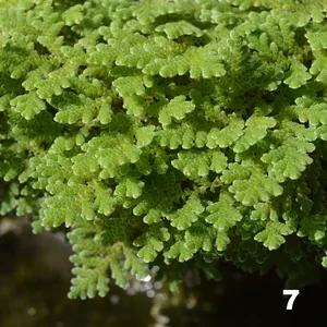 Helechito de agua (Azolla filiculoides)