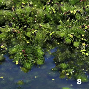 Cola de zorro (Ceratophyllum demersum) y Lentejita de agua (Lemna sp.)
