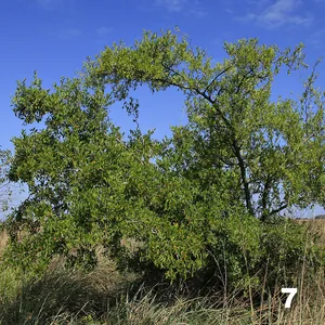 Tala (Celtis tala)