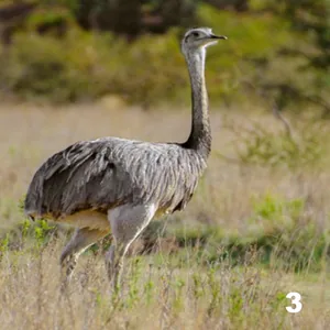 Ñandú (Rhea americana)