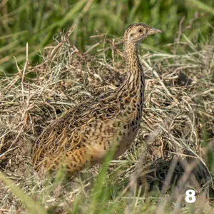 Perdiz (Nothura Maculosa)