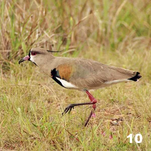 Tero (Vanellus chilensis)