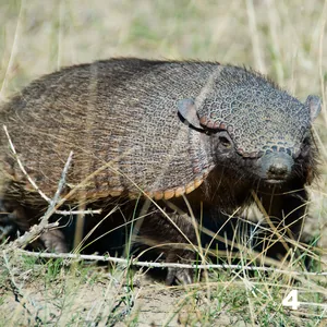 Peludo (Chaetophractus villosus)