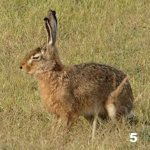 Liebre europea (Lepus europaeus)