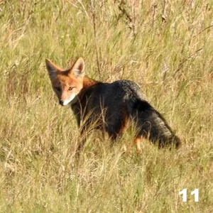 Zorro gris pampeano (Lycalopex gymnocercus)