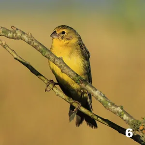 Misto (Sicalis luteola)