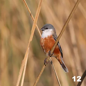 Capuchino pecho blanco (Sporophila palustris)