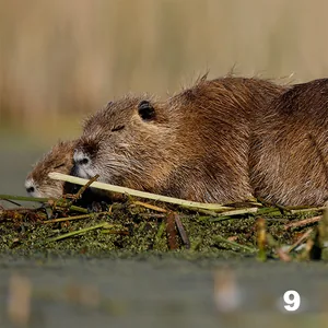 Coipo (Myocastor coypus)
