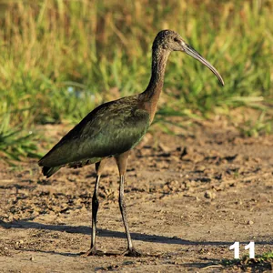 Cuervillo de cañada (Plegadis chihi)