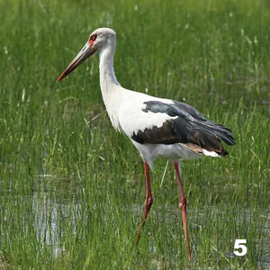 Cigüeña (Ciconia maguari)