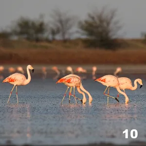 Flamenco (Phaenicopterus chilensis)