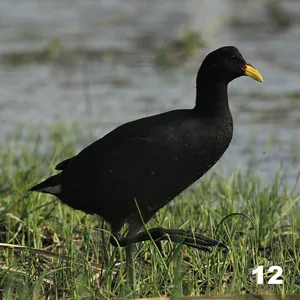 Gallareta escudete rojo (Fulica rufifrons)