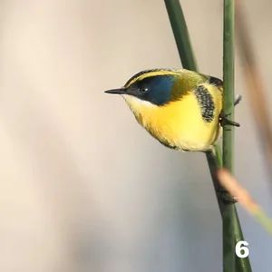 Siete Colores (Tachuris rubrigastra)