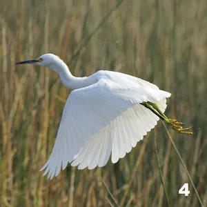 Garza blanca (Egretta alba)